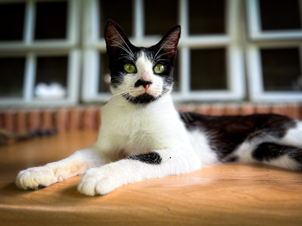 Close-up of a relaxed black and white cat with green eyes resting on a wooden surface.