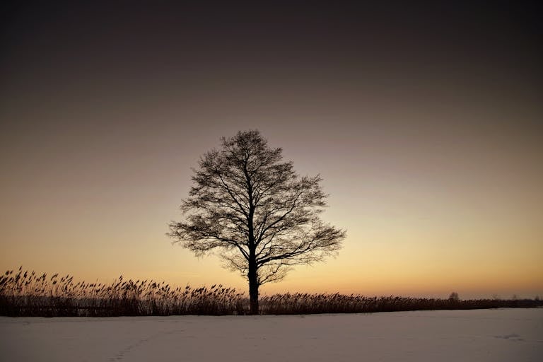 A solitary tree stands in a tranquil winter field during sunset, casting a serene silhouette against the sky.