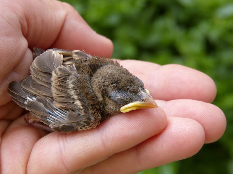 Close-up of a newborn sparrow chick resting gently in a human hand outdoors.