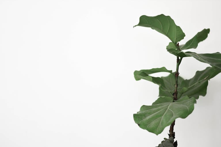 Elegant fiddle leaf fig branch photographed with a minimalistic style on a white background, perfect for modern decor.
