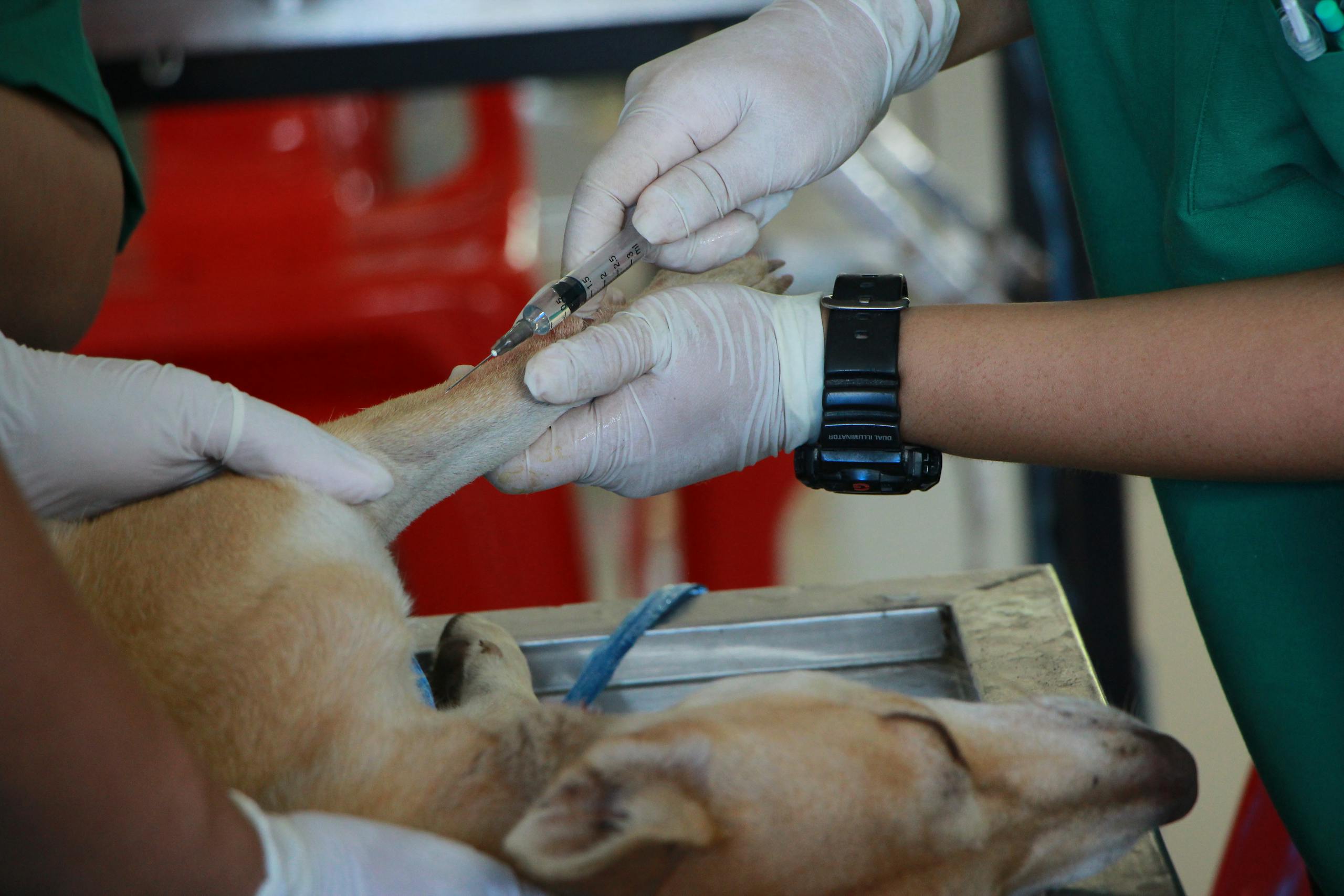 Close-up of a veterinarian injecting a dog with care in a clinic setting.