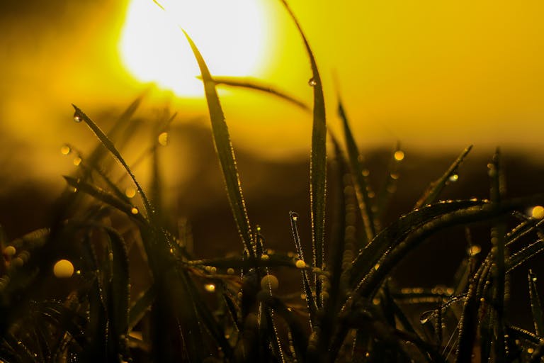 Close-up of dew-covered grass blades backlit by the warm glow of sunrise, creating a serene and vibrant scene.