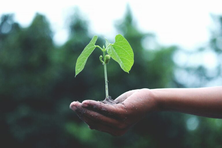 Young sapling held gently in hands symbolizing growth and environmental sustainability