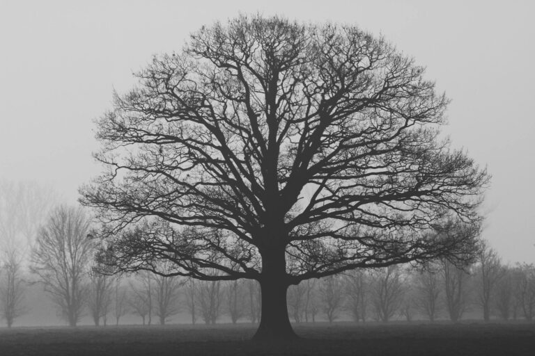 Oak tree standing alone in misty field silhouetted against foggy autumn sky
