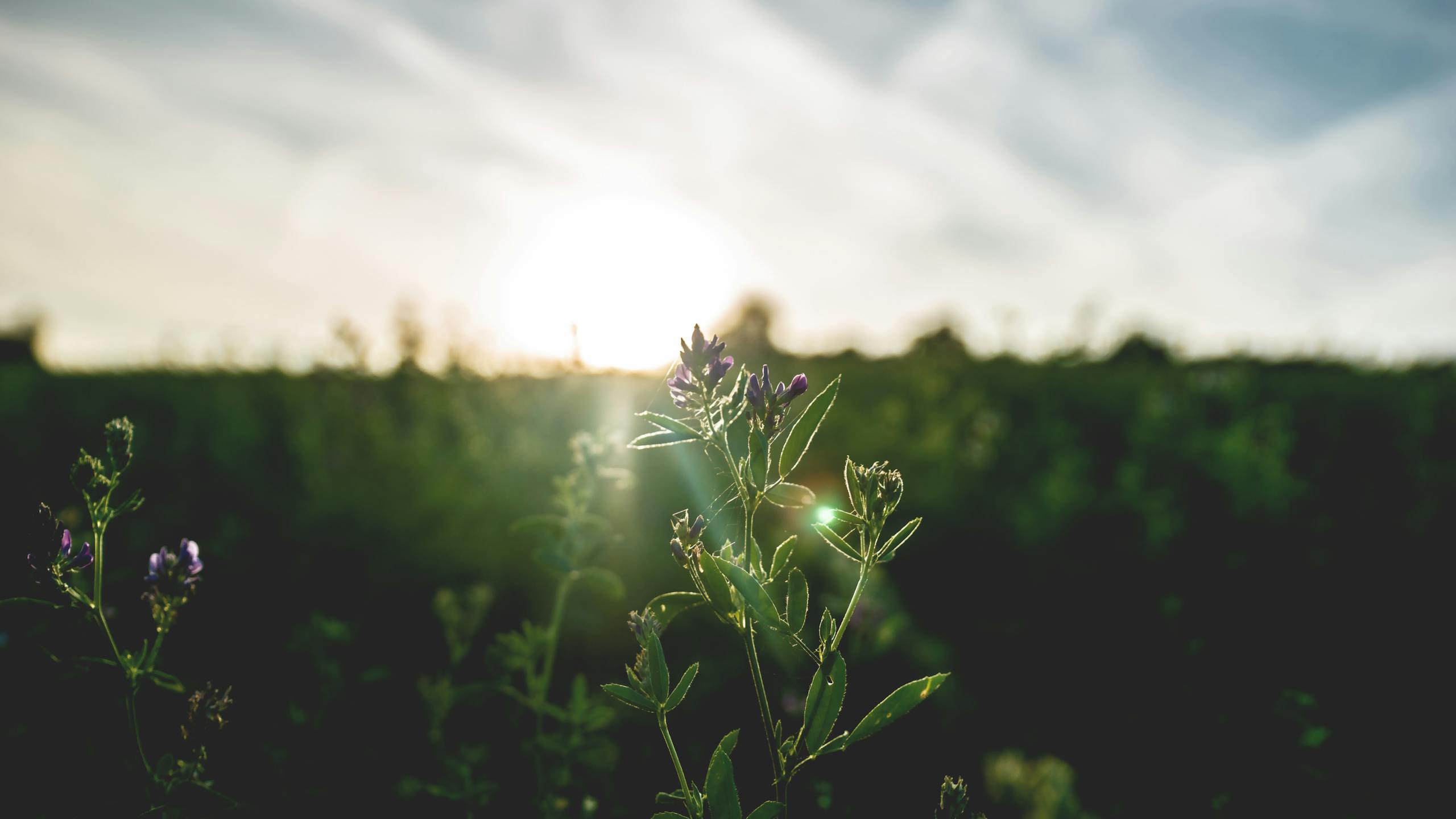 Close-up of blooming flower with sun rays in summer meadow at sunset.