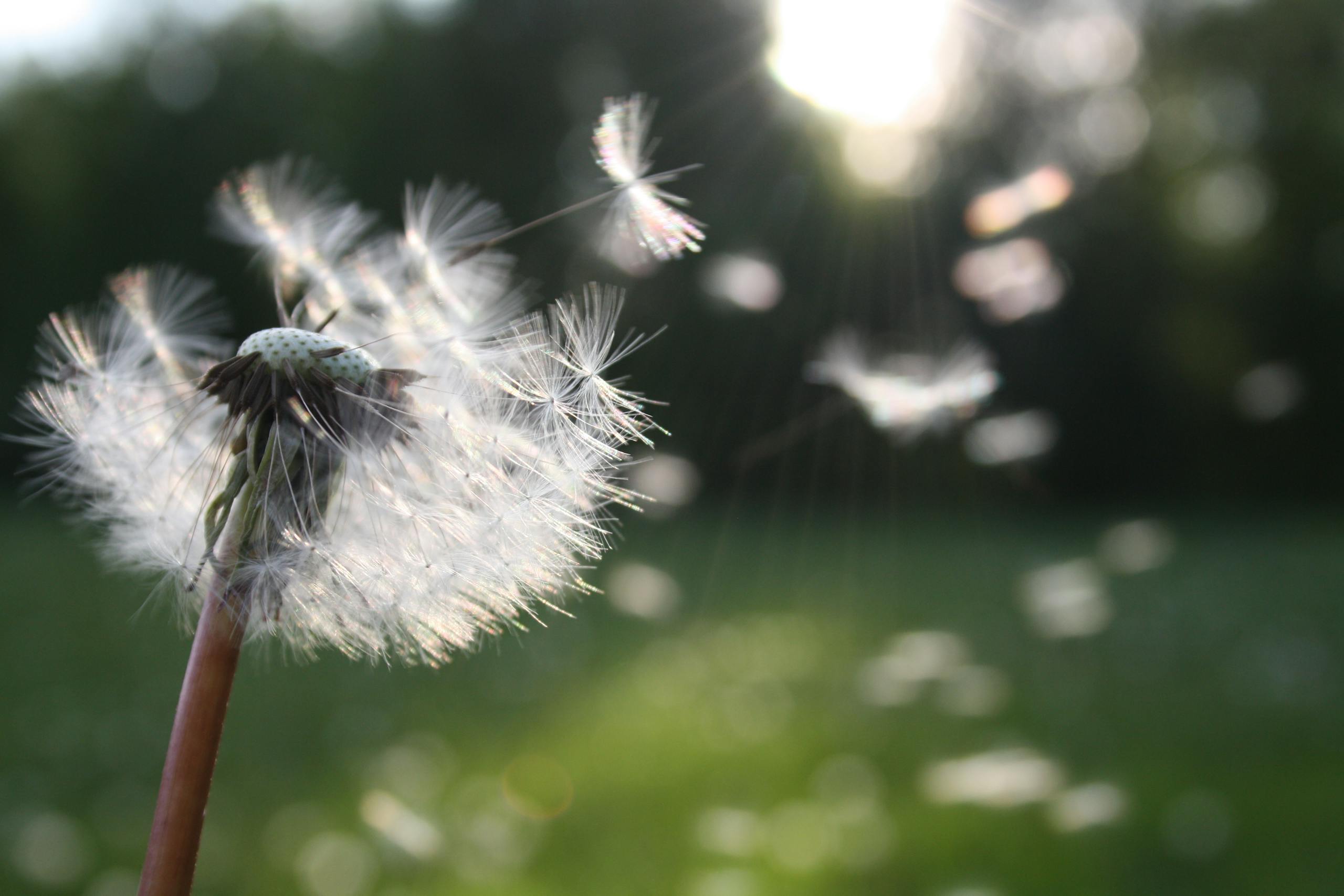 Close-up of dandelion seeds dispersing in wind symbolizing freedom and personal growth.