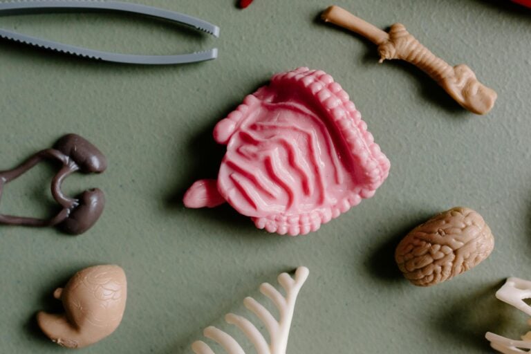 Flat lay of educational plastic anatomy models showing organs and bones for study