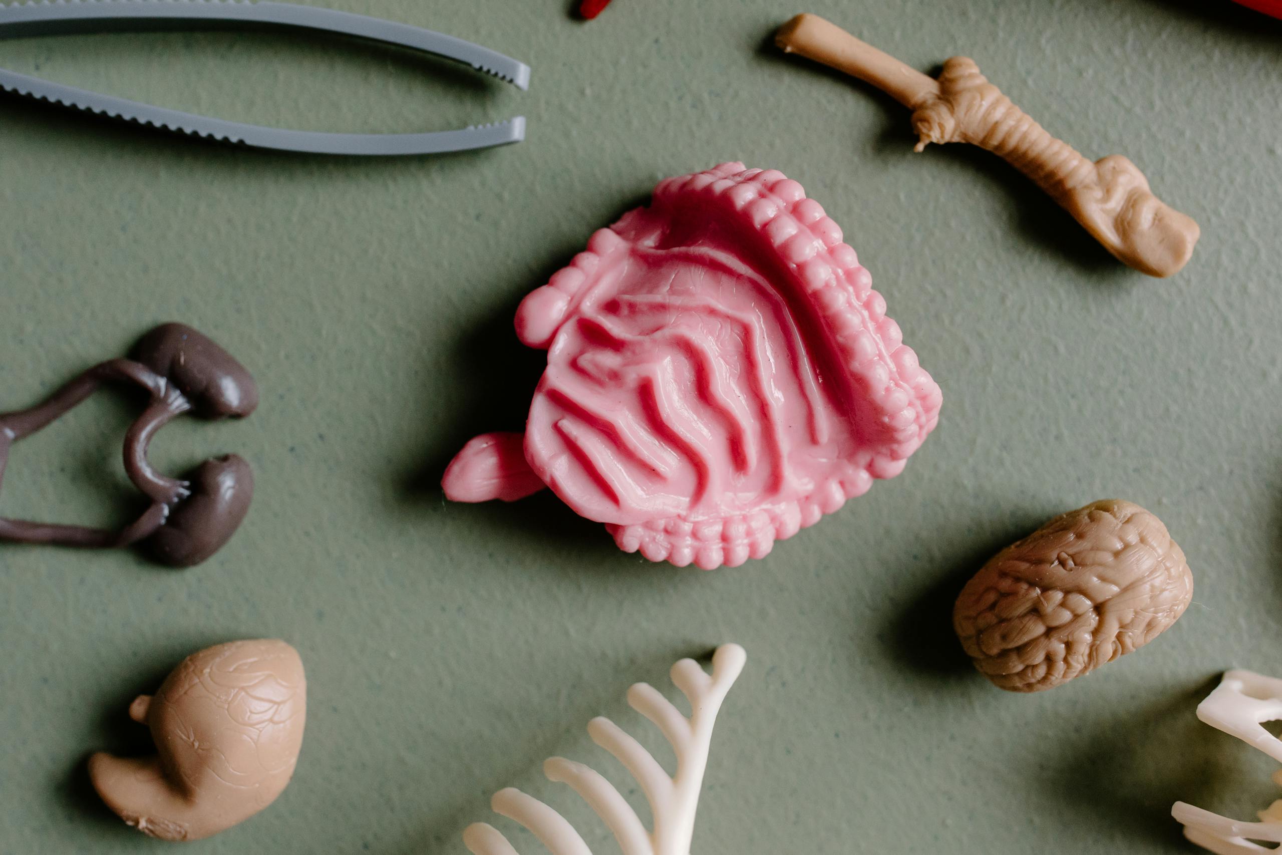 Flat lay of educational plastic anatomy models showing organs and bones for study