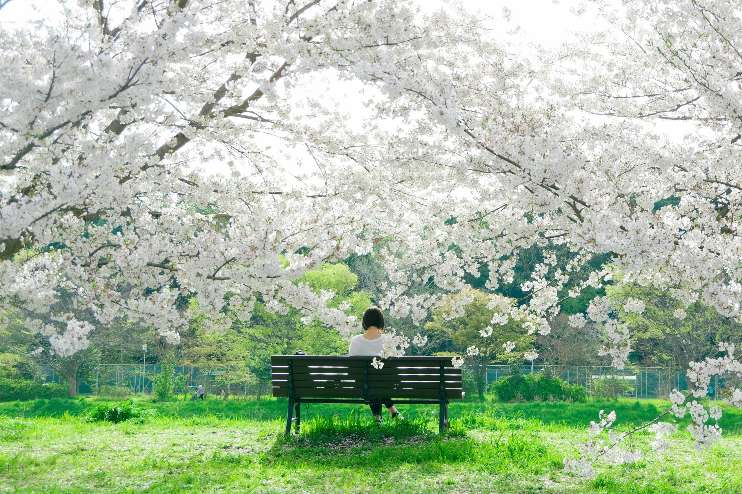 Person sitting alone on bench beneath blooming white flowers in spring park
