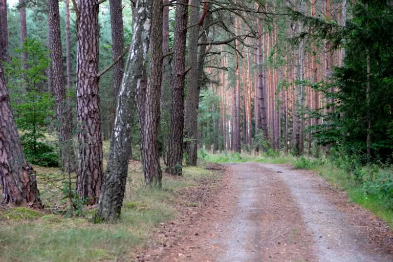 Tranquil dirt path through lush pine forest ideal for nature walks and outdoor exploration