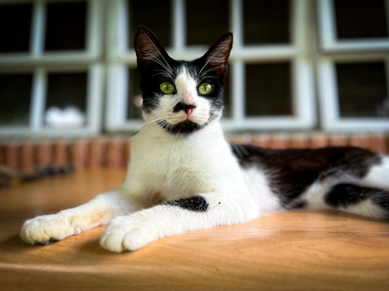 Close-up of relaxed black and white cat with green eyes resting