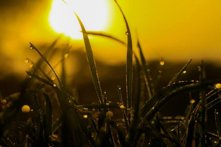 Close up of dew-covered grass backlit by warm sunrise creating serene vibrant scene