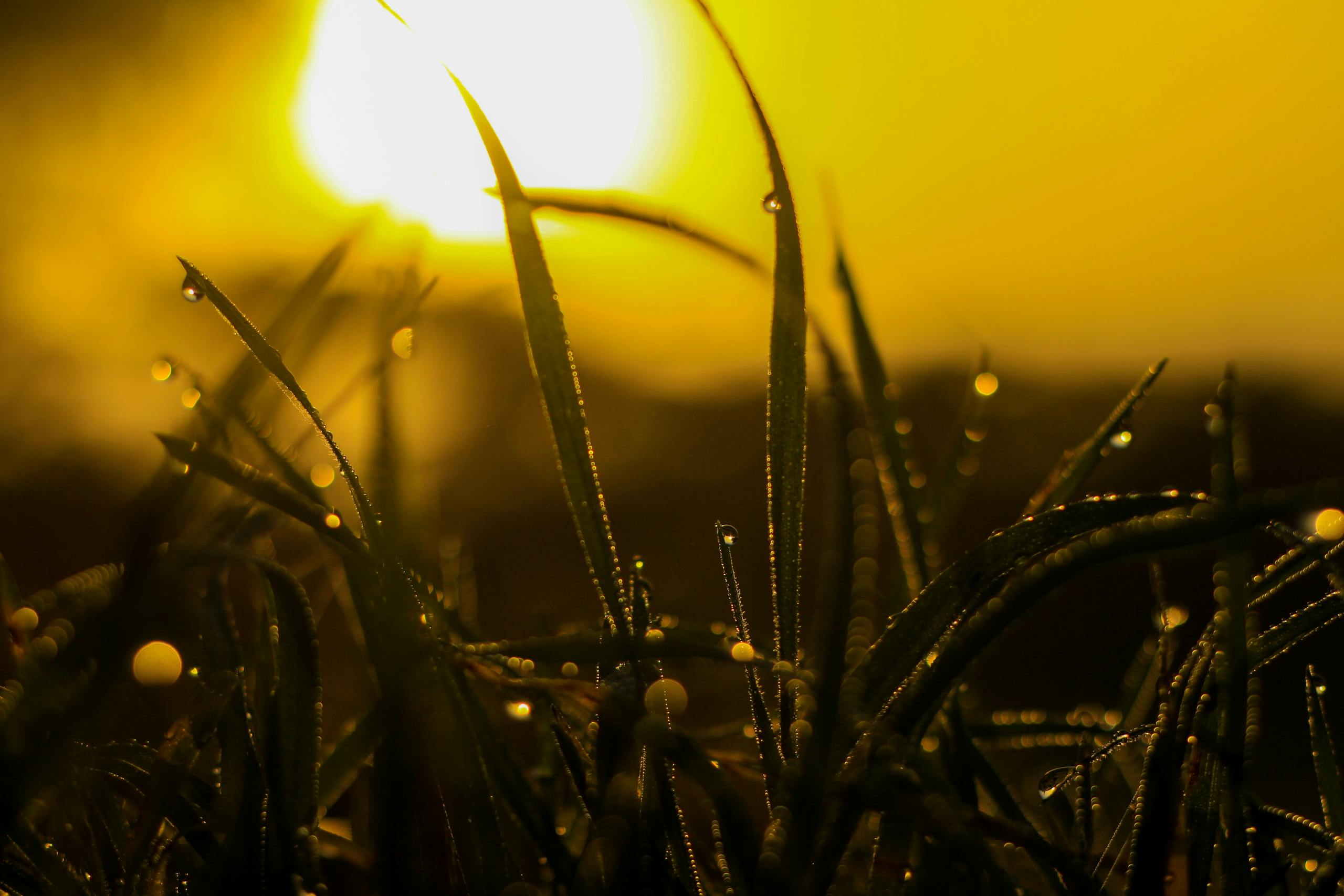 Close up of dew-covered grass backlit by warm sunrise creating serene vibrant scene