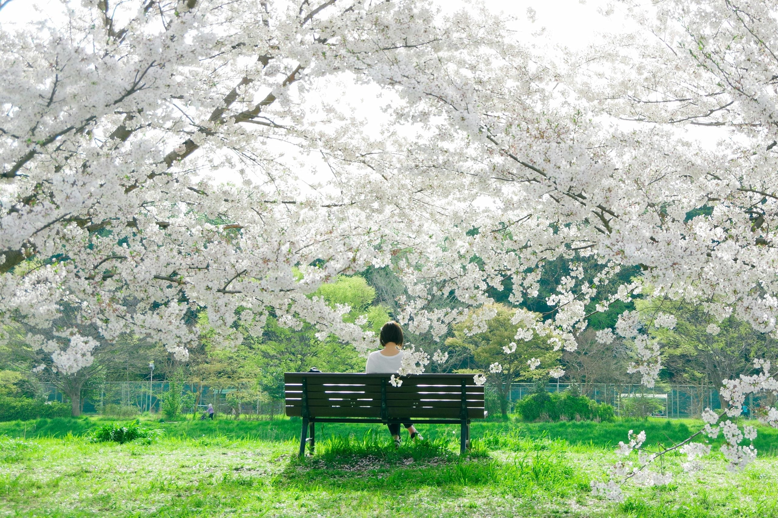 Person sitting alone on bench beneath blooming white flowers in spring park