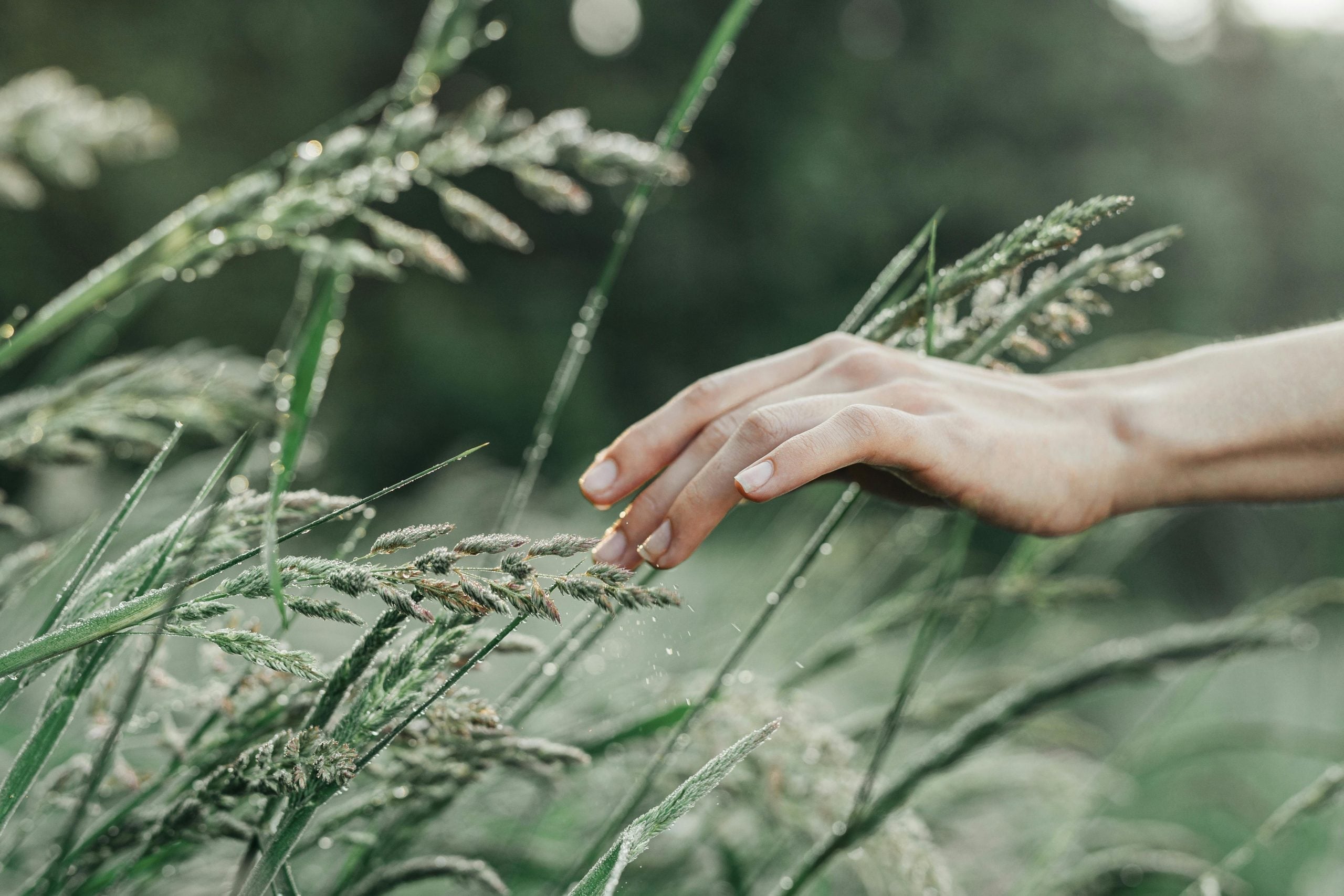 Gentle hand touching wet grass and wildflower stems in nature