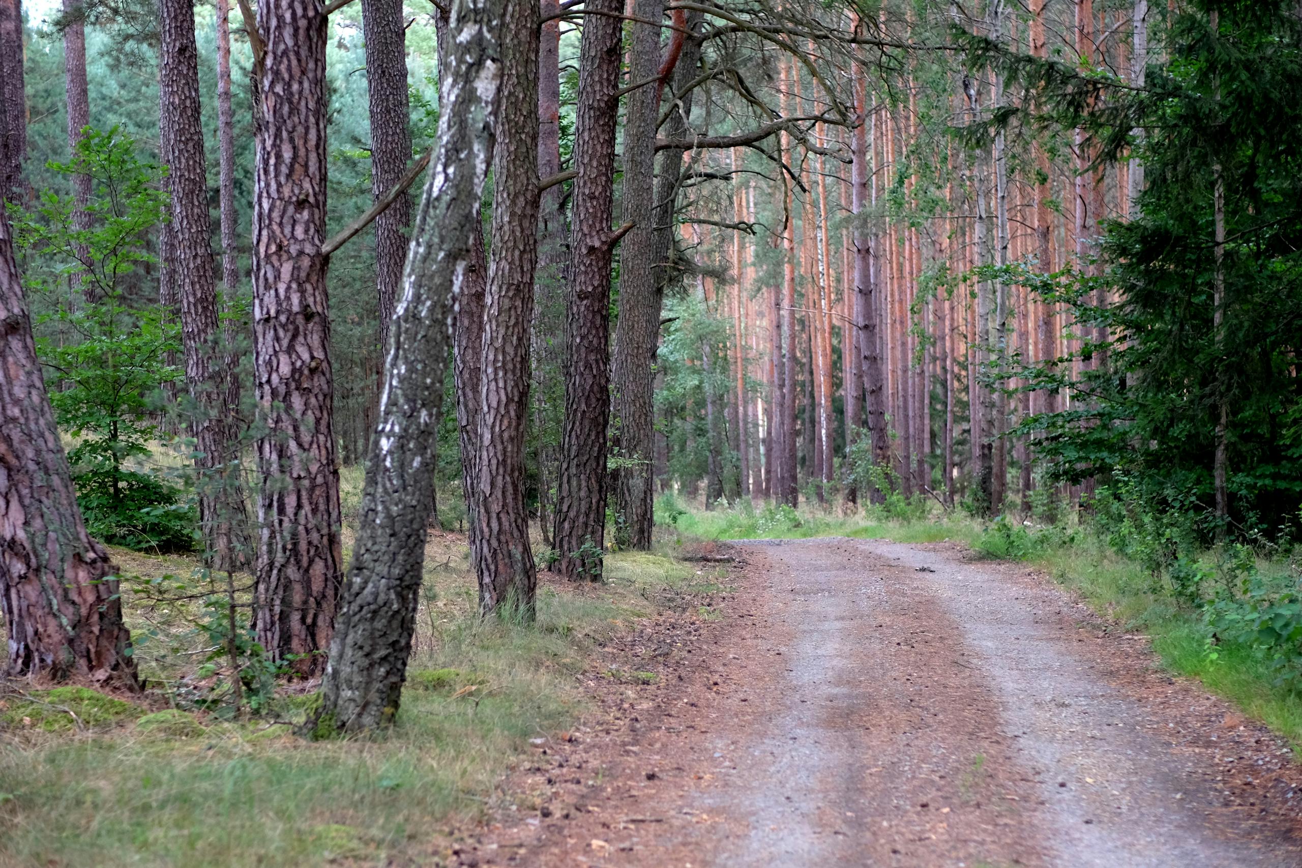 Tranquil dirt path through lush pine forest ideal for nature walks and outdoor exploration