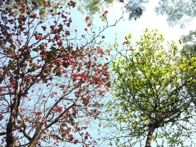 Vibrant red and green foliage on trees beneath sunny sky in natural Vietnamese landscape.