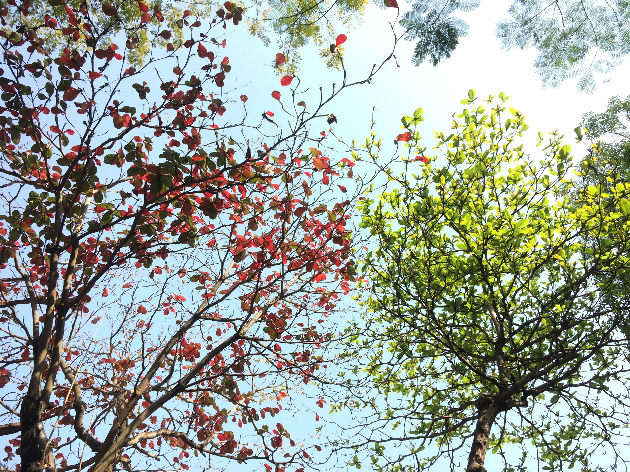 Vibrant red and green foliage on trees beneath sunny sky in natural Vietnamese landscape.